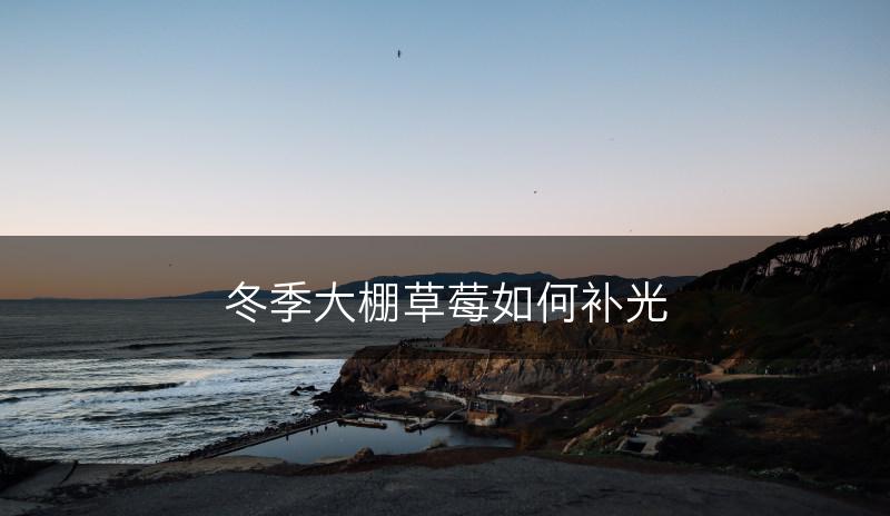 冬季大棚草莓如何补光(图1)