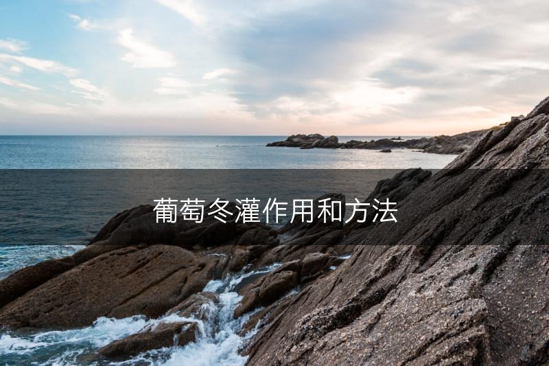 葡萄冬灌作用和方法(图1)