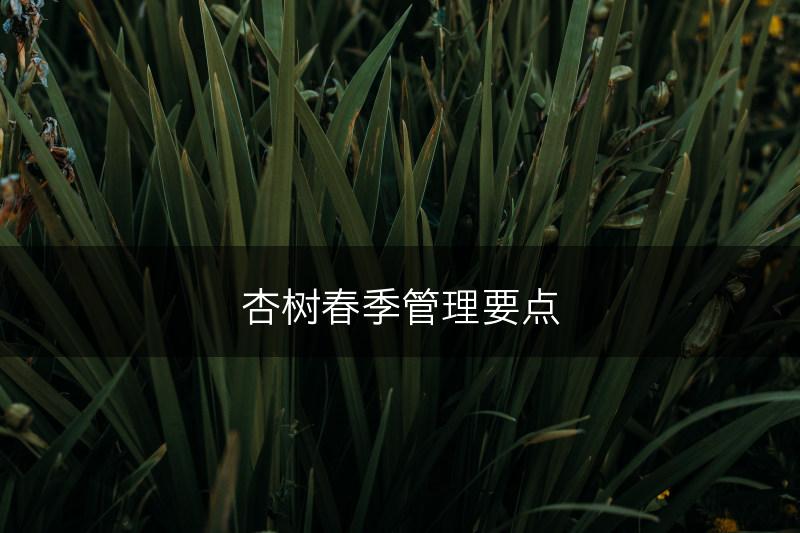 杏树春季管理要点(图1)