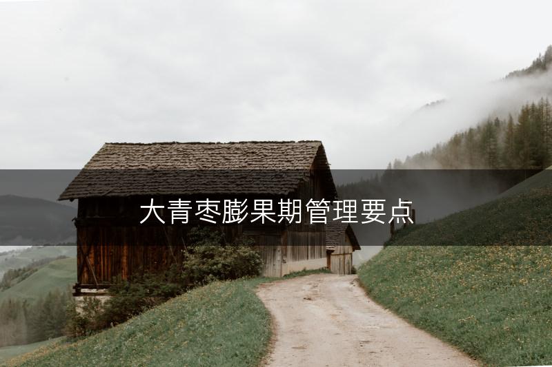 大青枣膨果期管理要点(图1)