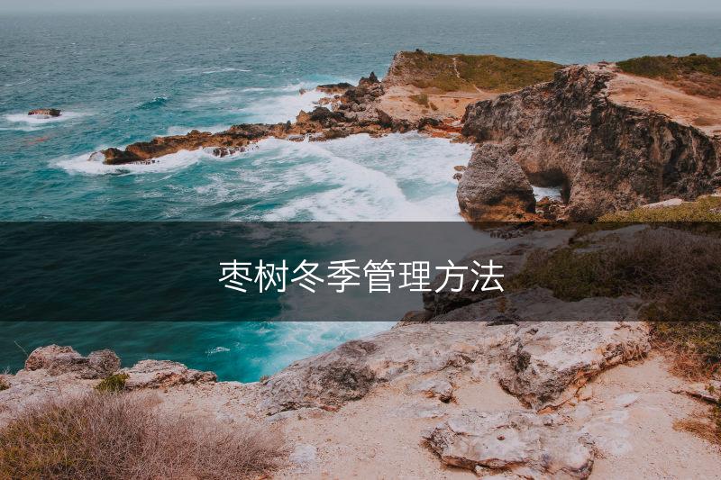 枣树冬季管理方法(图1)
