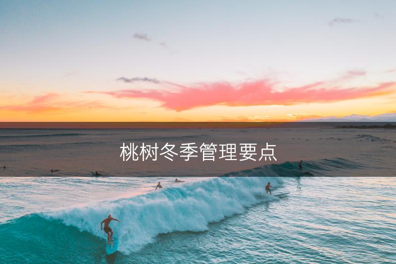 桃树冬季管理要点(图1)