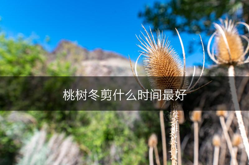 桃树冬剪什么时间最好(图1)