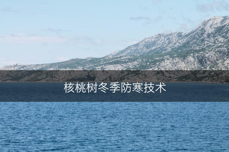 核桃树冬季防寒技术(图1)