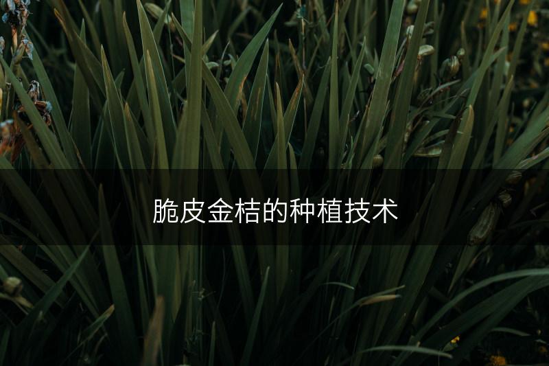 脆皮金桔的种植技术(图1)