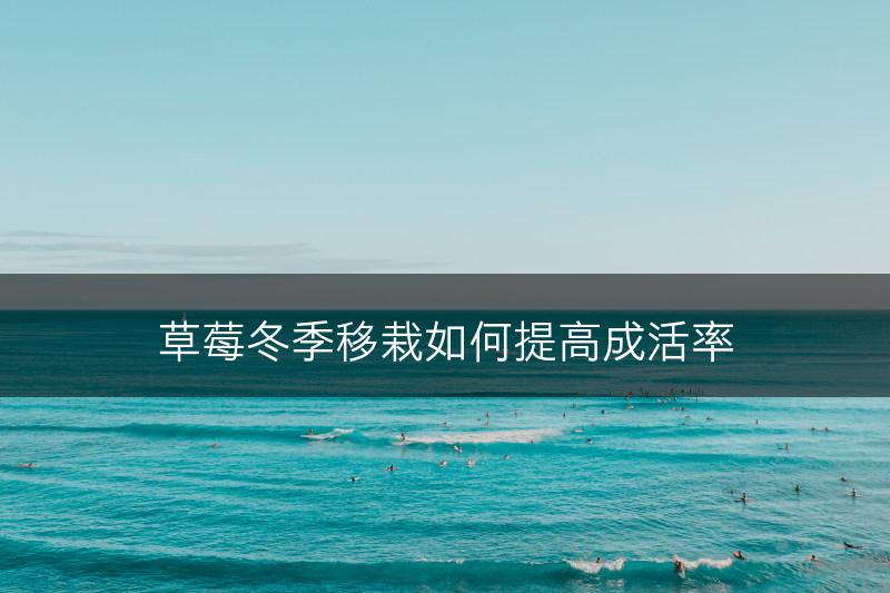 草莓冬季移栽如何提高成活率(图1)