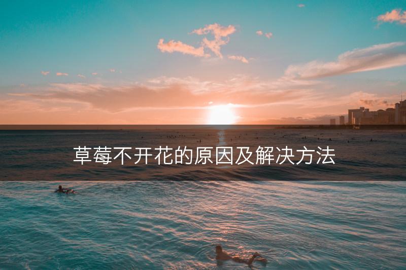 草莓不开花的原因及解决方法(图1)