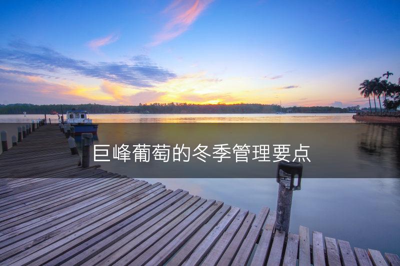 巨峰葡萄的冬季管理要点(图1)