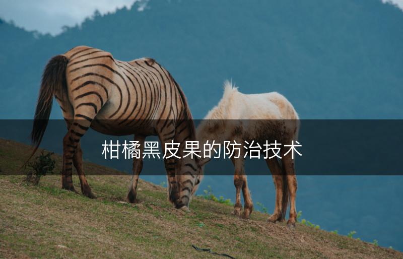 柑橘黑皮果的防治技术(图1)