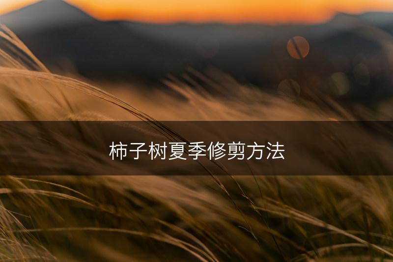 柿子树夏季修剪方法(图1)