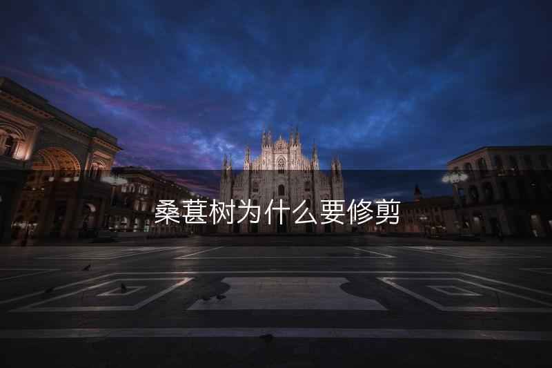 桑葚树为什么要修剪(图1)