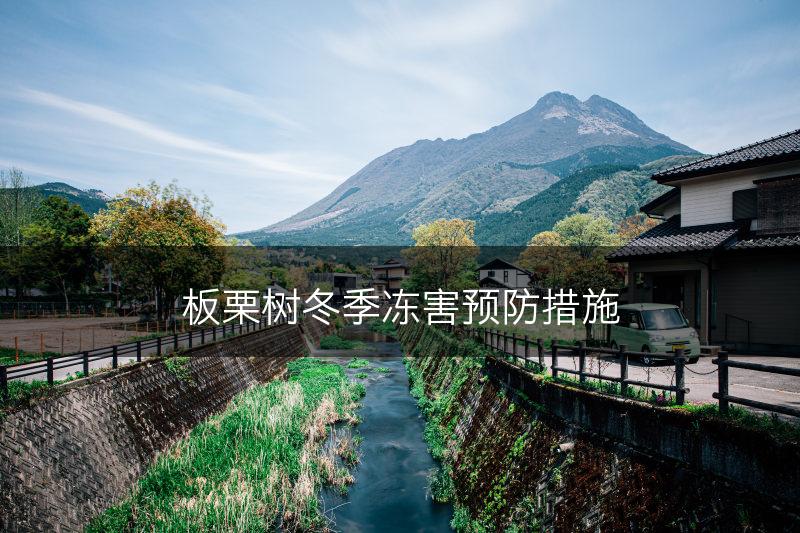 板栗树冬季冻害预防措施(图1)