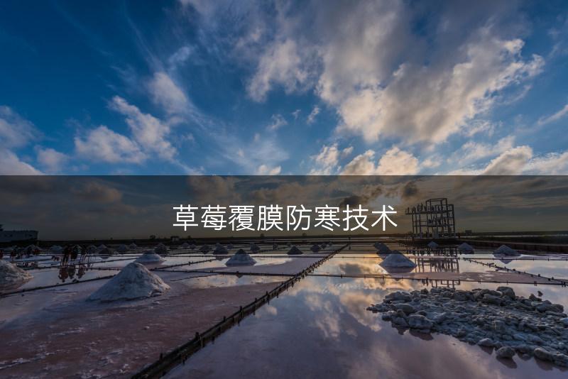 草莓覆膜防寒技术(图1)
