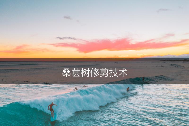 桑葚树修剪技术(图1)