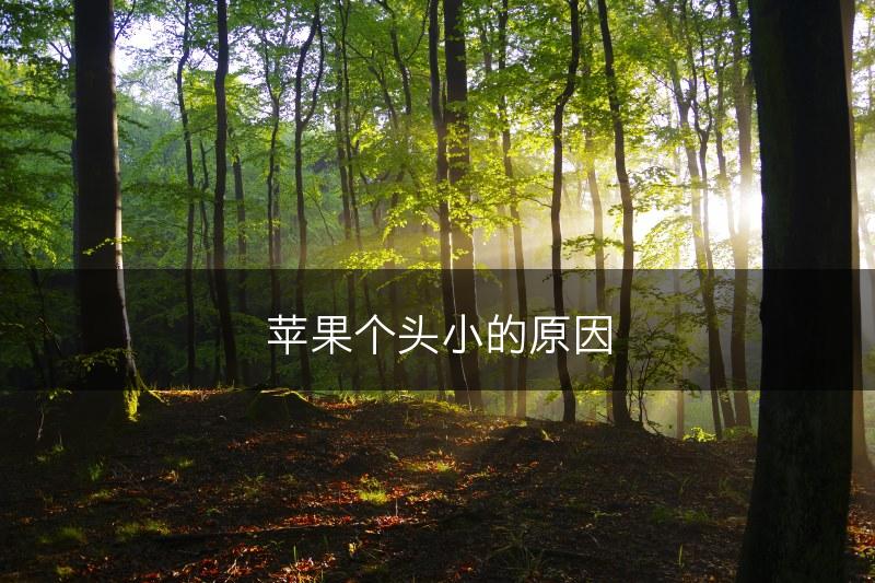 苹果个头小的原因(图1)