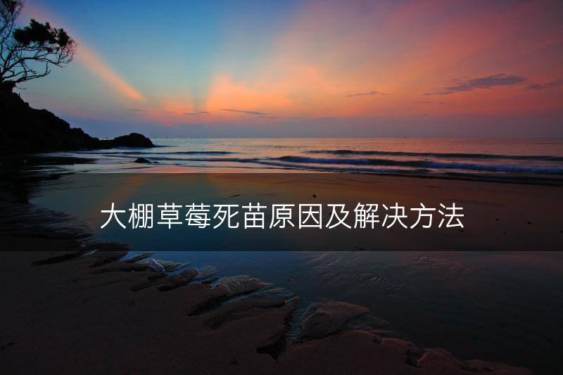 大棚草莓死苗原因及解决方法(图1)