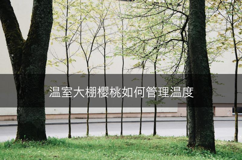 温室大棚樱桃如何管理温度(图1)