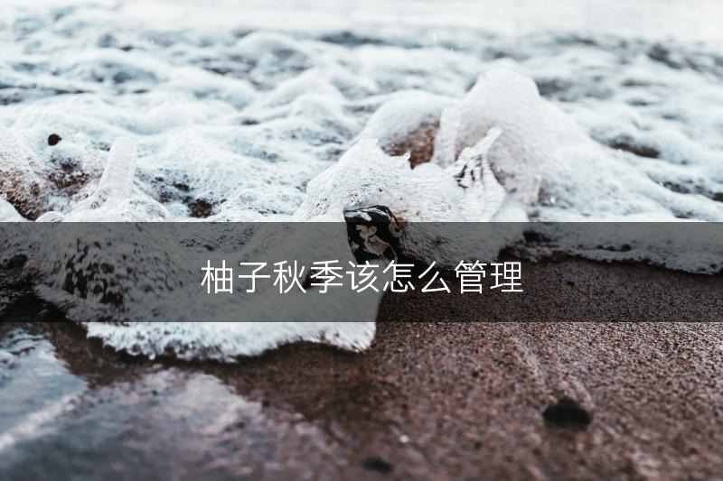 柚子秋季该怎么管理(图1)