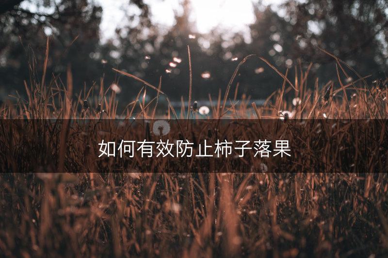 如何有效防止柿子落果(图1)
