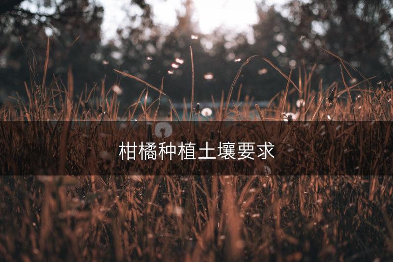 柑橘种植土壤要求(图1)