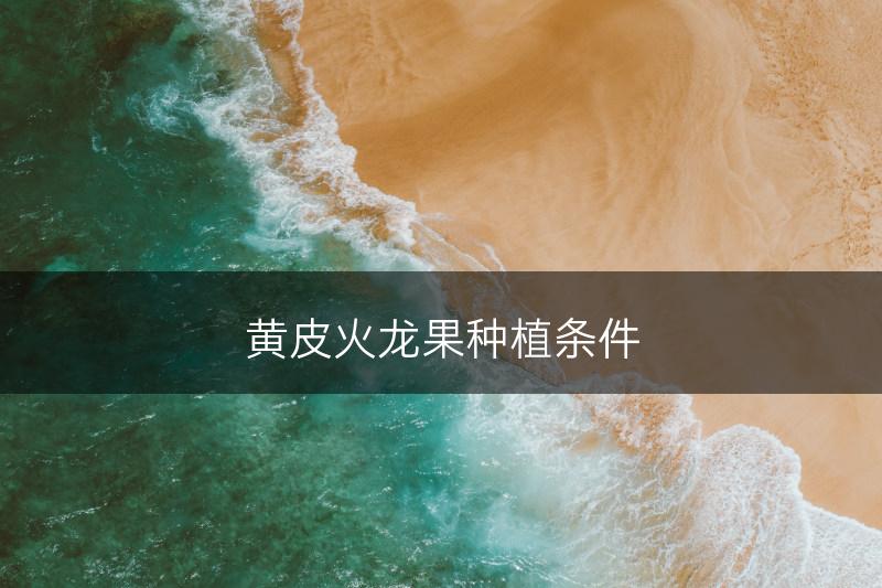 黄皮火龙果种植条件(图1)