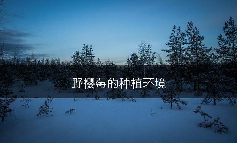 野樱莓的种植环境(图1)