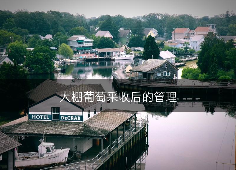 大棚葡萄采收后的管理(图1)