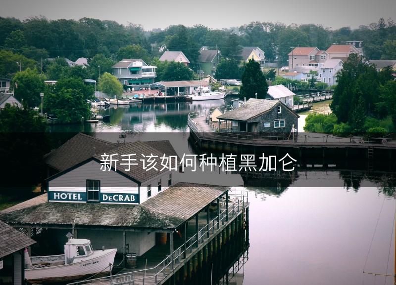 新手该如何种植黑加仑(图1)