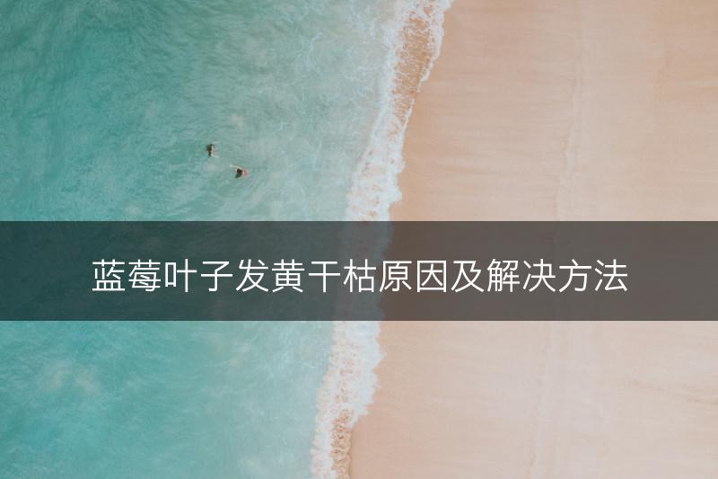 蓝莓叶子发黄干枯原因及解决方法(图1)