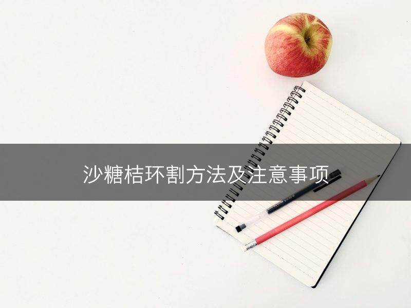沙糖桔环割方法及注意事项(图1)