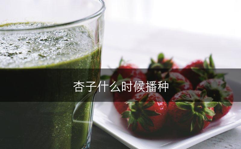 杏子什么时候播种(图1)