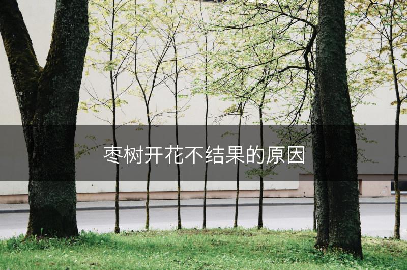 枣树开花不结果的原因(图1)