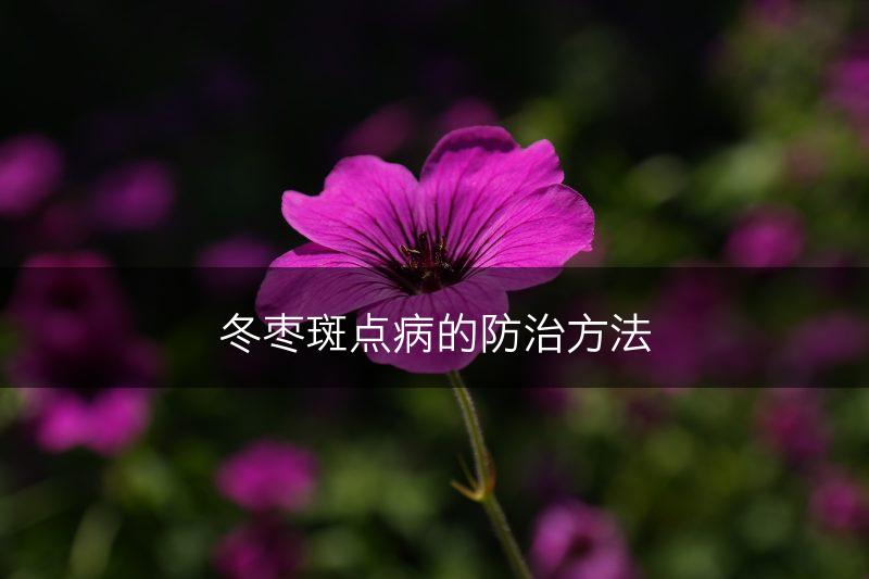 冬枣斑点病的防治方法(图1)