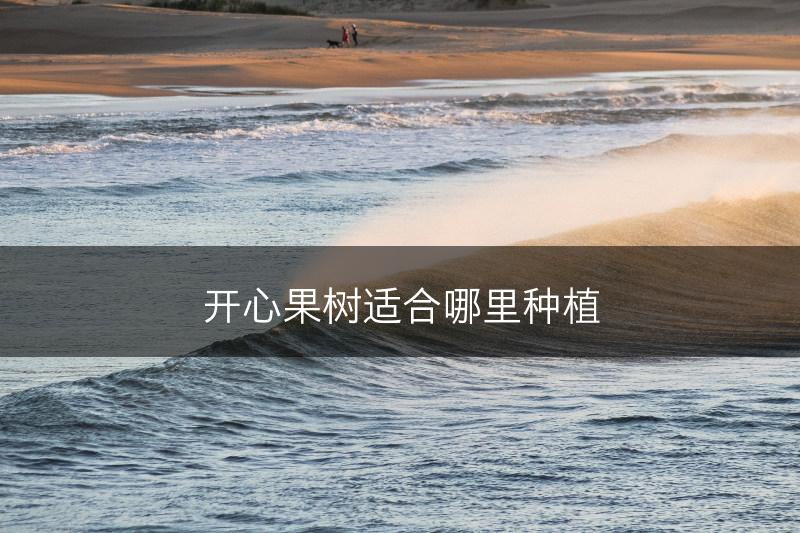开心果树适合哪里种植(图1)