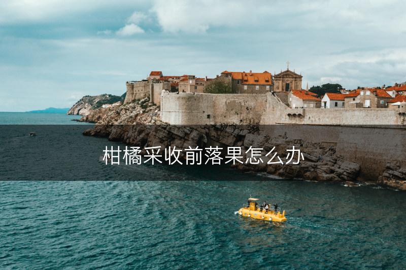 柑橘采收前落果怎么办(图1)