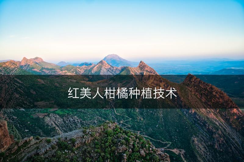 红美人柑橘种植技术(图1)