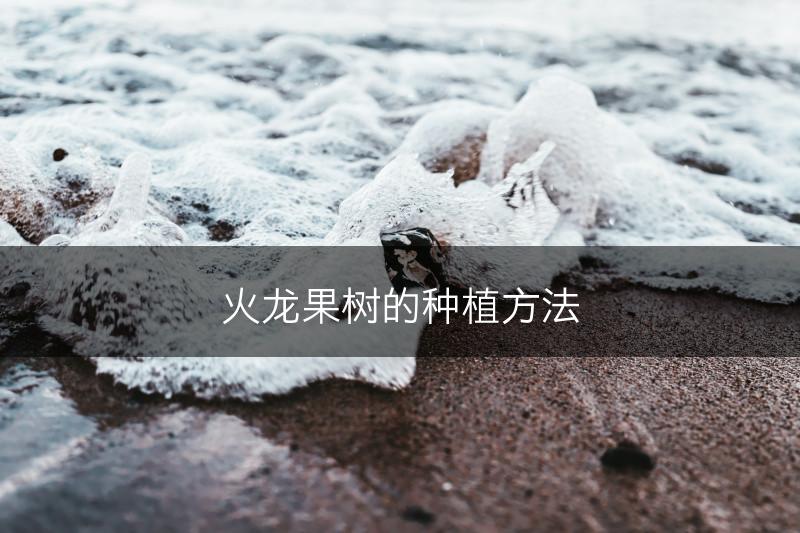 火龙果树的种植方法(图1)
