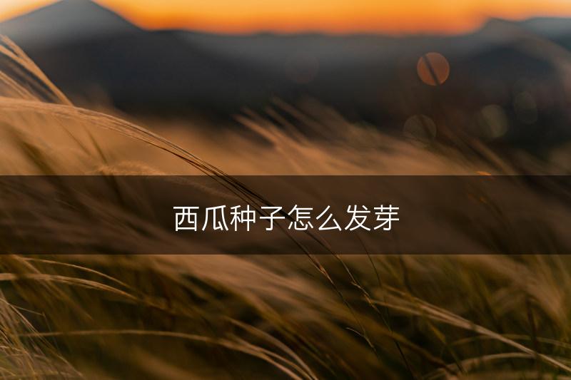 西瓜种子怎么发芽(图1)