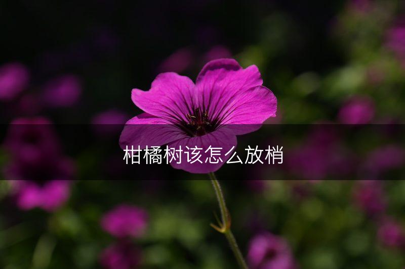 柑橘树该怎么放梢(图1)