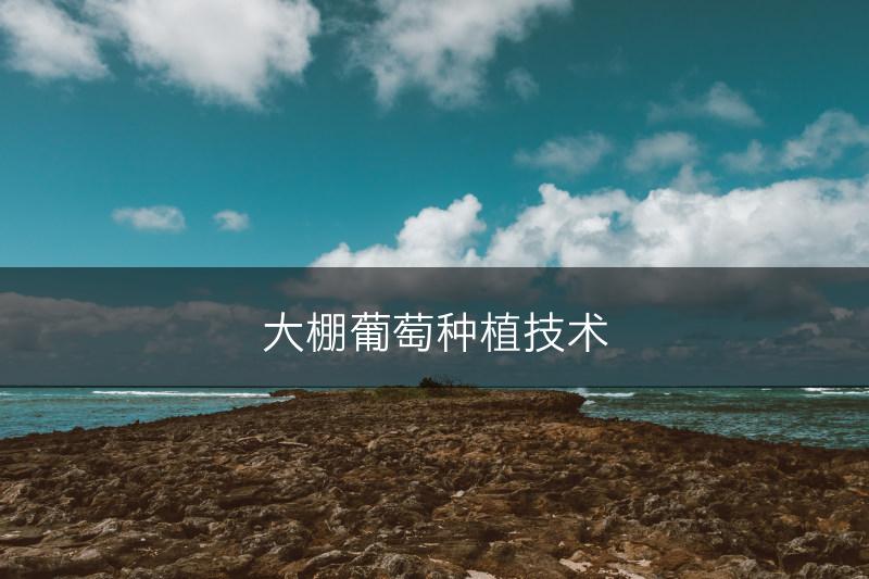 大棚葡萄种植技术(图1)