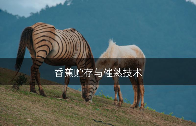 香蕉贮存与催熟技术(图1)