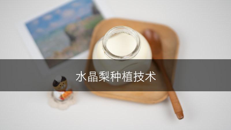 水晶梨种植技术(图1)