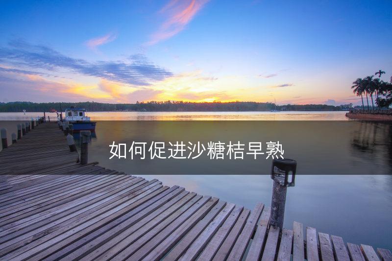 如何促进沙糖桔早熟(图1)