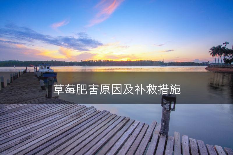 草莓肥害原因及补救措施(图1)