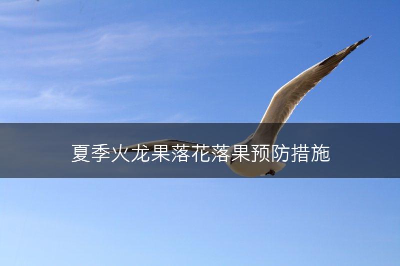 夏季火龙果落花落果预防措施(图1)