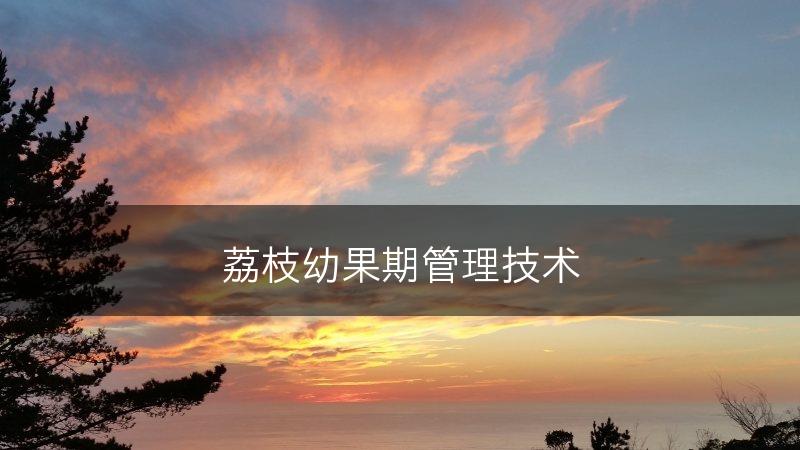 荔枝幼果期管理技术(图1)