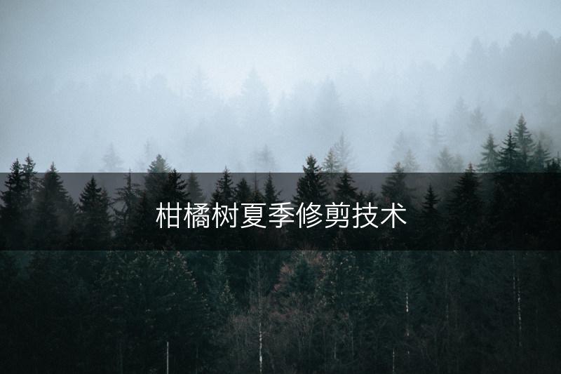 柑橘树夏季修剪技术(图1)