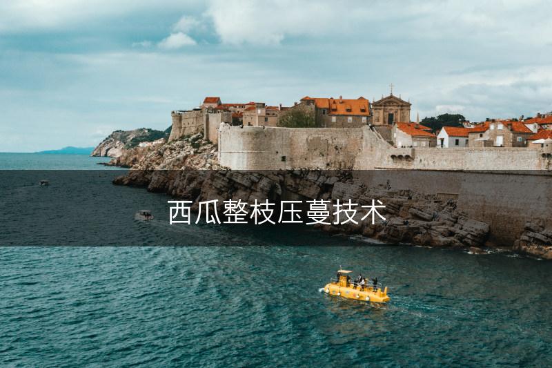 西瓜整枝压蔓技术(图1)