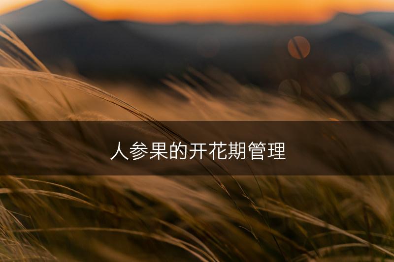 人参果的开花期管理(图1)