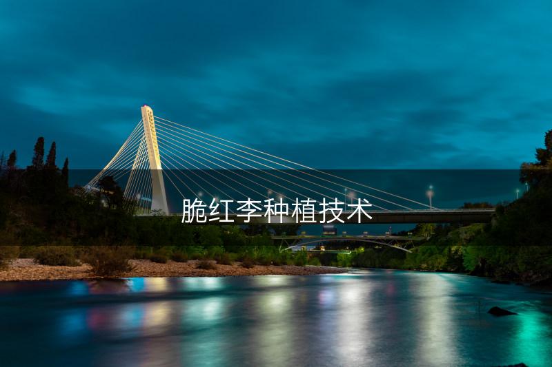 脆红李种植技术(图1)